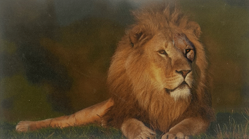 Lion Membership Zoo Health Club Anna